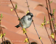 Moineau domestique male_2555.jpg